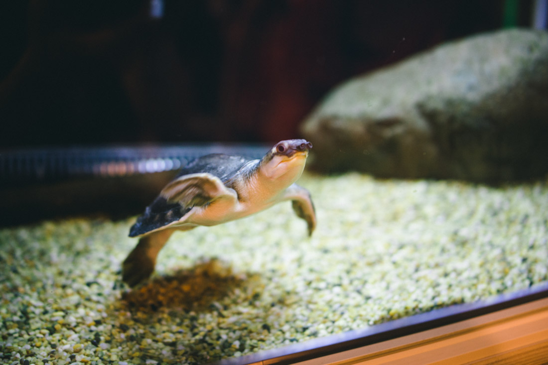 Weird-nosed-turtle. That’s the scientific name.