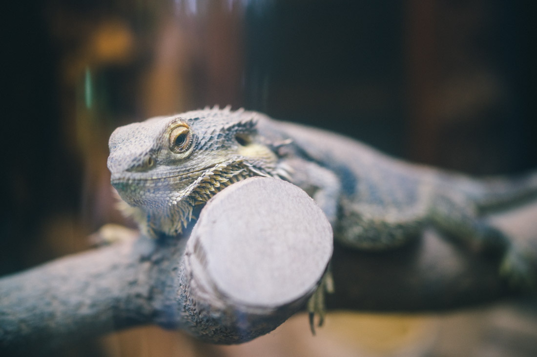 Spiky asian iguana.