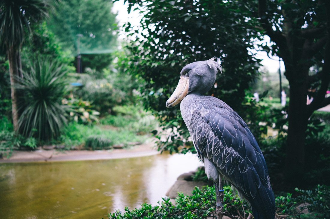Scariest bird ever, looked like a human.