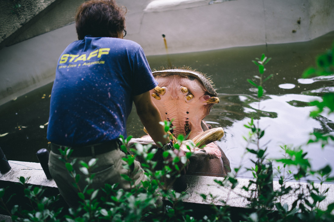 Hippo getting his nosed scratched by its caretaker, and it kept asking for more.