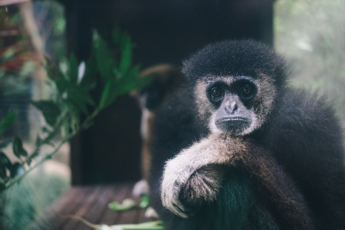 Sad macaque.