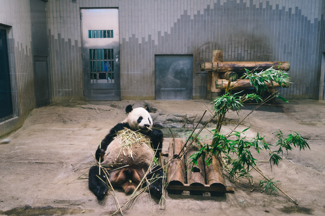 Happy panda only needs bamboo to stay happy.