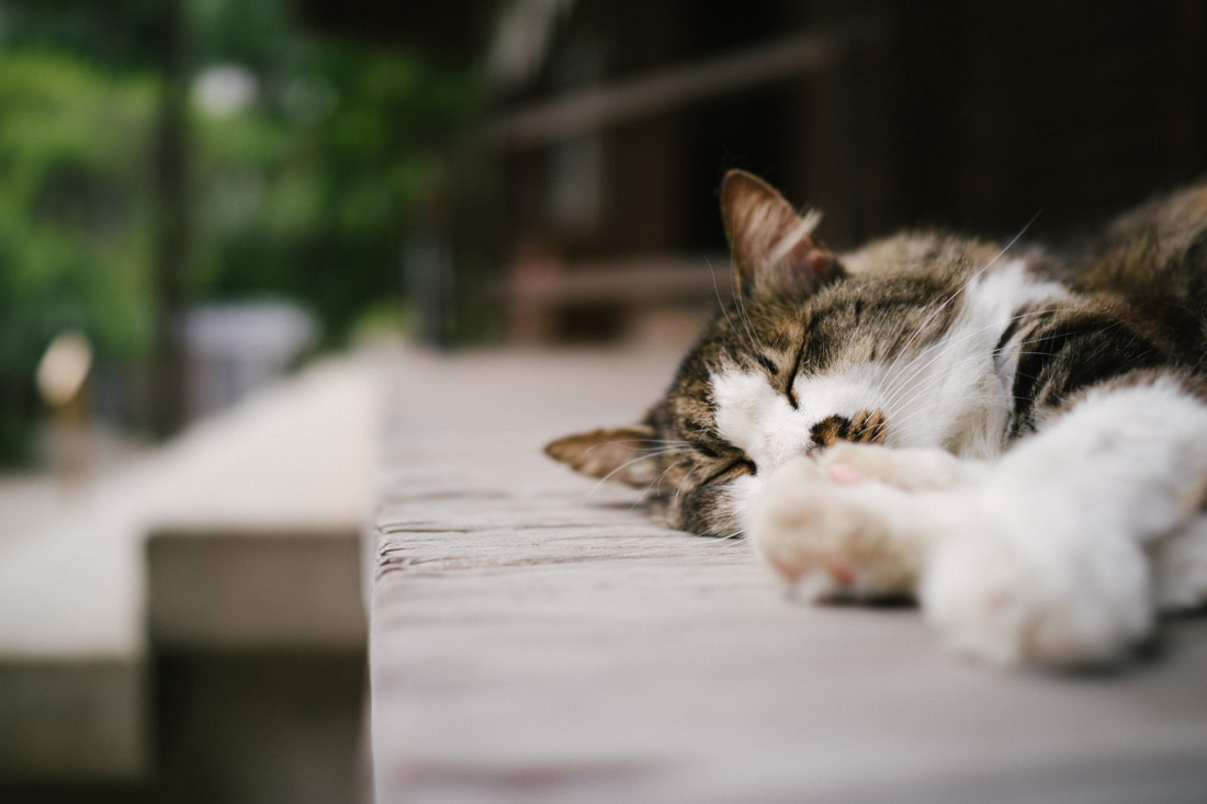 Neko-chan!