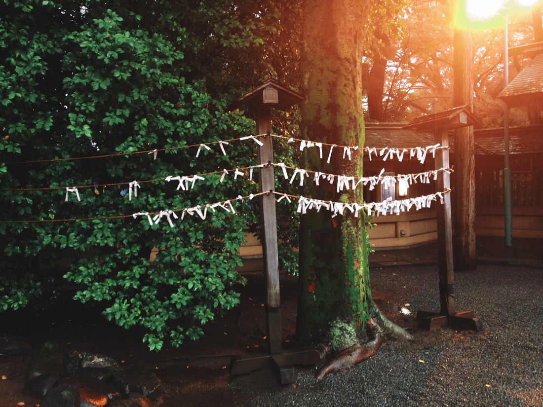 Togo shrine tree of fortunes