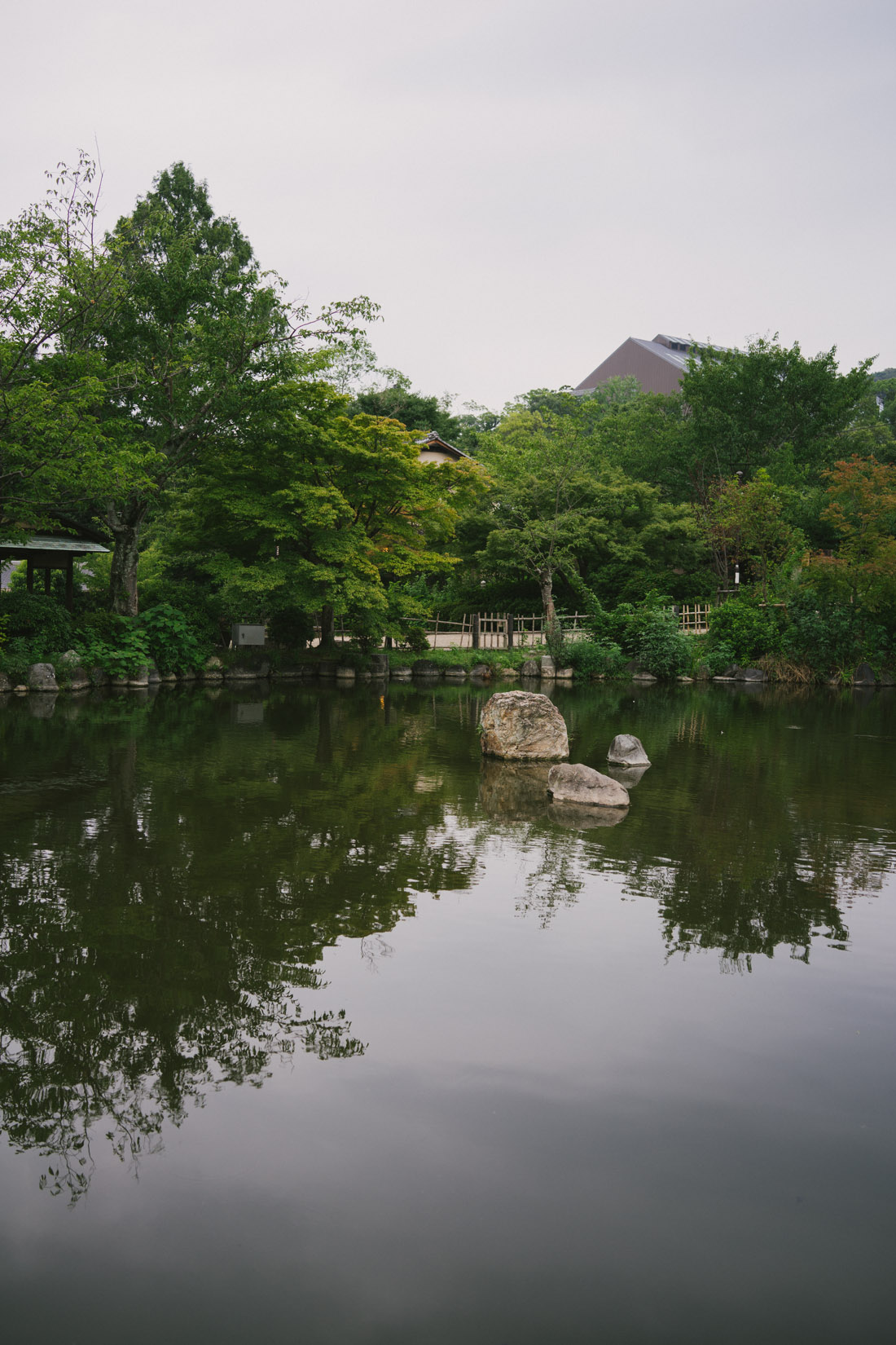 Pond in Maruyama park with many fish, a couple of ducks and a pair of turtles.