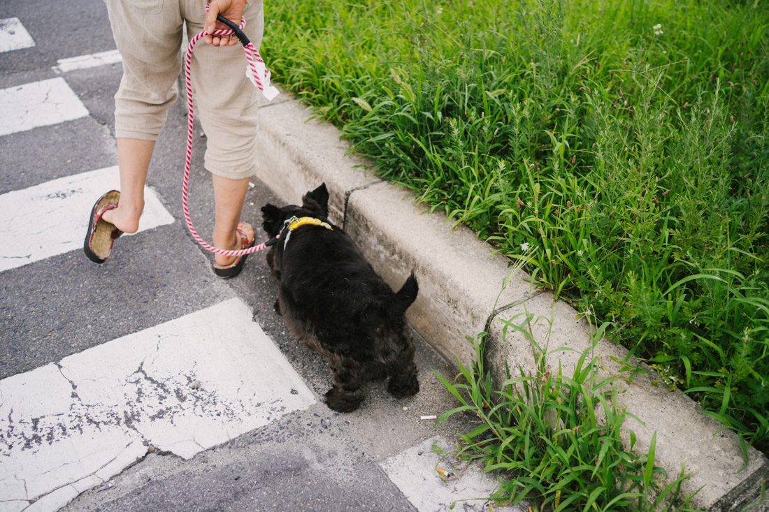 There are definitely more doggies out with their owners in Kyoto than in Tokyo, probably because houses are bigger and it’s just easier to walk them around.
